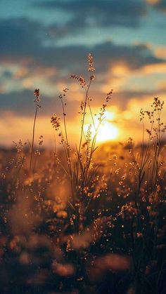 the sun is setting behind some tall grass