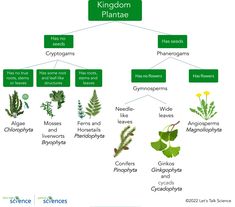 the kingdom plantae is shown in green and has many different types of plants on it