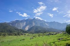 cows graze in a green field with mountains in the background and clouds in the sky