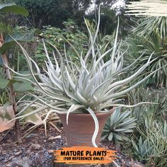 a large plant with white flowers in a pot next to other plants and shrubs on the ground