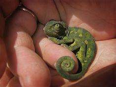 a small green chamelon sitting on top of someone's palm in their hand