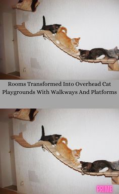 three cats sitting on top of a cat tree with caption that reads room transformed into overhead cat playgrounds with walkways and platforms