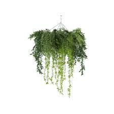 a plant hanging from the ceiling in front of a white wall