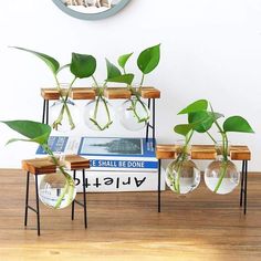 some plants are growing in glass vases on a wooden shelf with books and magazines