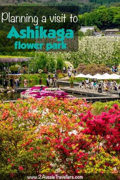 people are walking around in the park with flowers and umbrellas on it, text overlay reads planning a visit to ashkaga flower park