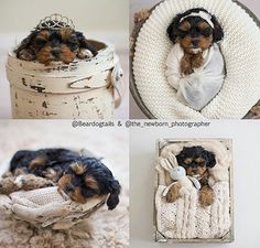 four different pictures of a puppy in a basket