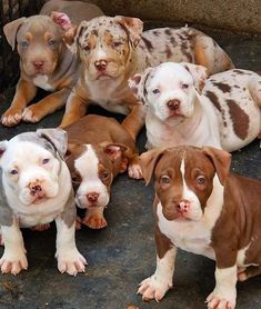 five puppies are sitting in a pile together and one is looking at the camera