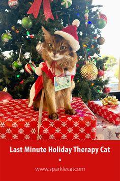 My human didn't have to report to jury duty, so I got to have a therapy cat visit the big hospital!