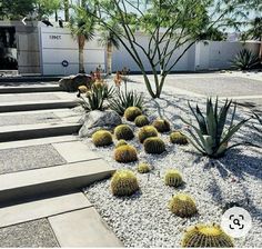 some cactus plants and rocks in the middle of a driveway with steps leading up to them