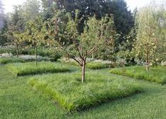 an apple tree is in the middle of a grassy area that has been cut into smaller squares