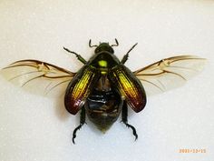 a black and yellow insect sitting on top of a white surface