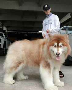 a man standing next to a brown and white dog on top of a cement ground