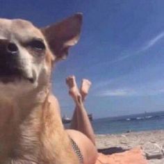 a dog sitting on top of a beach next to the ocean