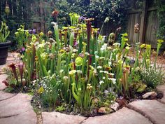 a garden filled with lots of green plants and flowers next to a stone walkway near a fence