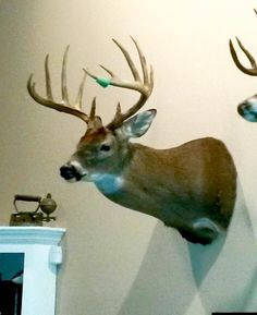 two deer head mounted to the wall