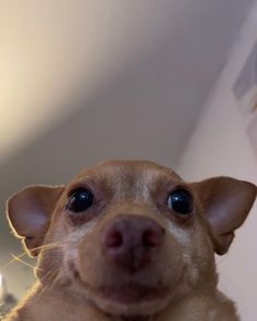 a small brown dog looking up at the camera