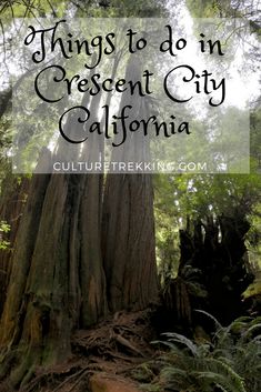 the trees in crescent city california with text overlay that reads things to do in crescent city