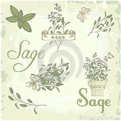 sage plants and flowers with the words sage written in cursive writing on them