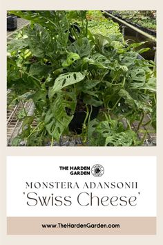 there are many plants growing in the planter with text overlay that reads, monstera d'anasoni swiss cheese