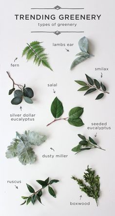 the different types of greenery are shown in this poster, which includes leaves and other plants