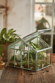 a glass house filled with plants on top of a wooden table next to a potted plant