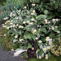 a plant with white and yellow flowers growing out of it's center surrounded by greenery