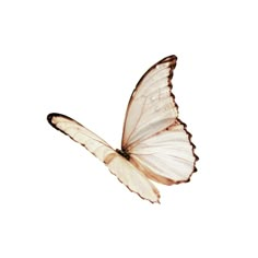 a white butterfly flying in the sky