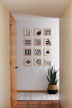 a plant is sitting on the floor in front of a wall with many framed pictures