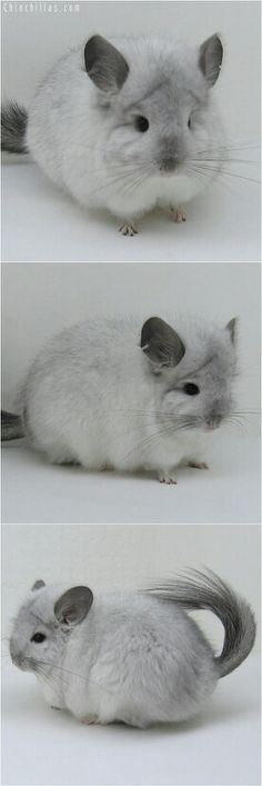 three different pictures of an animal with long hair and tail, sitting on the ground