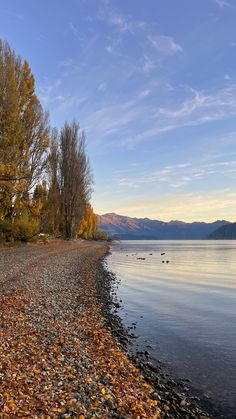 there are many ducks swimming in the water on this lake side shore, with trees and mountains in the background