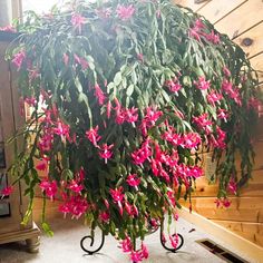 pink flowers are hanging from the top of a plant in a room with wood paneling