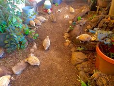 chickens are walking around in the dirt near some potted plants and pots on the ground