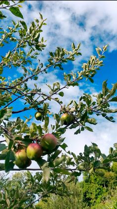 an apple tree filled with lots of green apples under a blue sky and white clouds