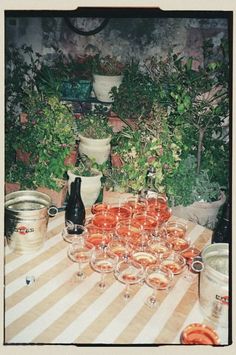 a table topped with lots of glasses filled with liquid next to potted plants and pots