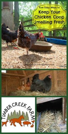 chickens and other animals in their coops with the words keep your chicken coop smiling fresh