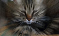 a blurry photo of a cat sleeping on a table