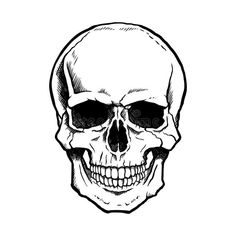 a human skull with a lower jaw and lower jaw, black and white drawing royalty illustration