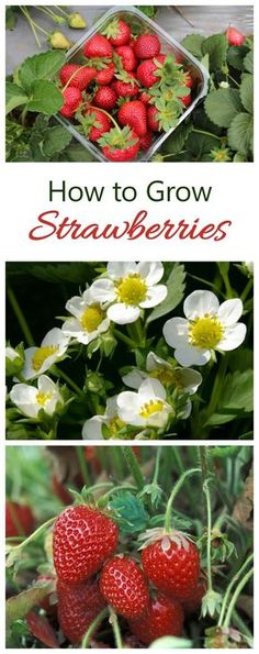 strawberries growing in the garden with text overlay that says how to grow strawberries