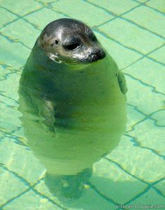 a seal is sitting on the ground with its head up and it's eyes closed