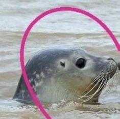 a seal in the water with a pink circle around it's neck and nose