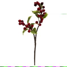 a branch with red berries and green leaves is shown in front of a white background