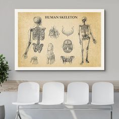 the human skeleton is shown in this vintage style poster, with four white chairs and a potted plant next to it