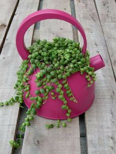 a pink watering can with some green plants growing out of it on a wooden table