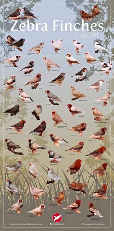 a poster with many different birds on it