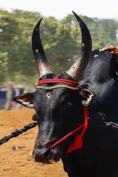 a black bull with horns and braids on it's head is standing in the dirt