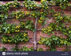 the tree is growing on the side of the brick wall and has fruit all over it