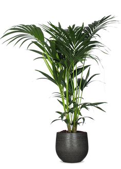 a potted plant is shown on a white background