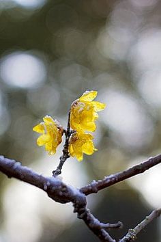 a small yellow flower on a tree branch