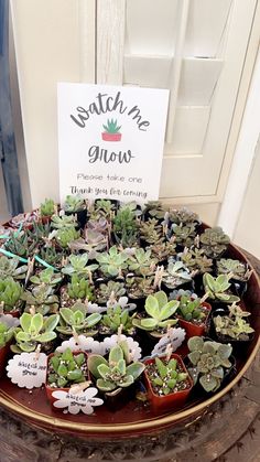 small succulents are arranged in pots on a table with a sign above them