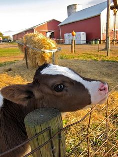 a baby cow sticking its head over a fence